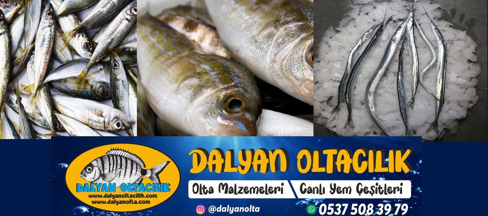 Canlı Teke, Sülünez ve 10+ Çeşit Taze Yem canliyemcim.com'da!